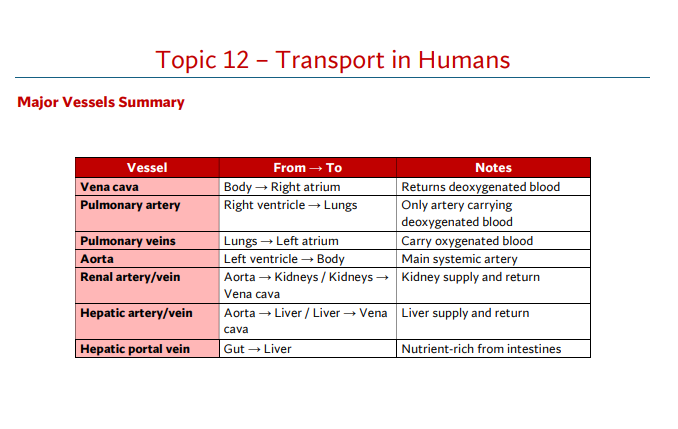 Transport in Humans Summary Sheet O'Level