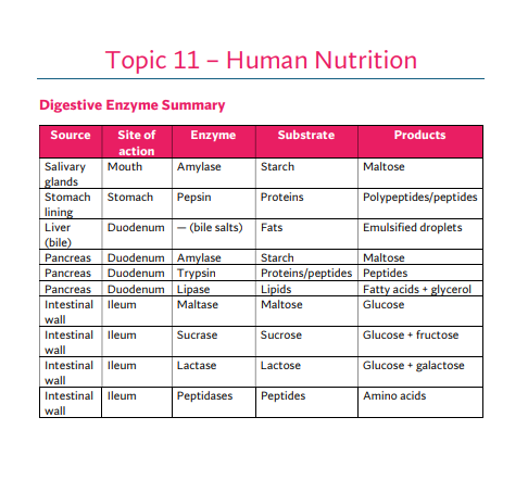 Human Nutrition Summary Sheet O'Level