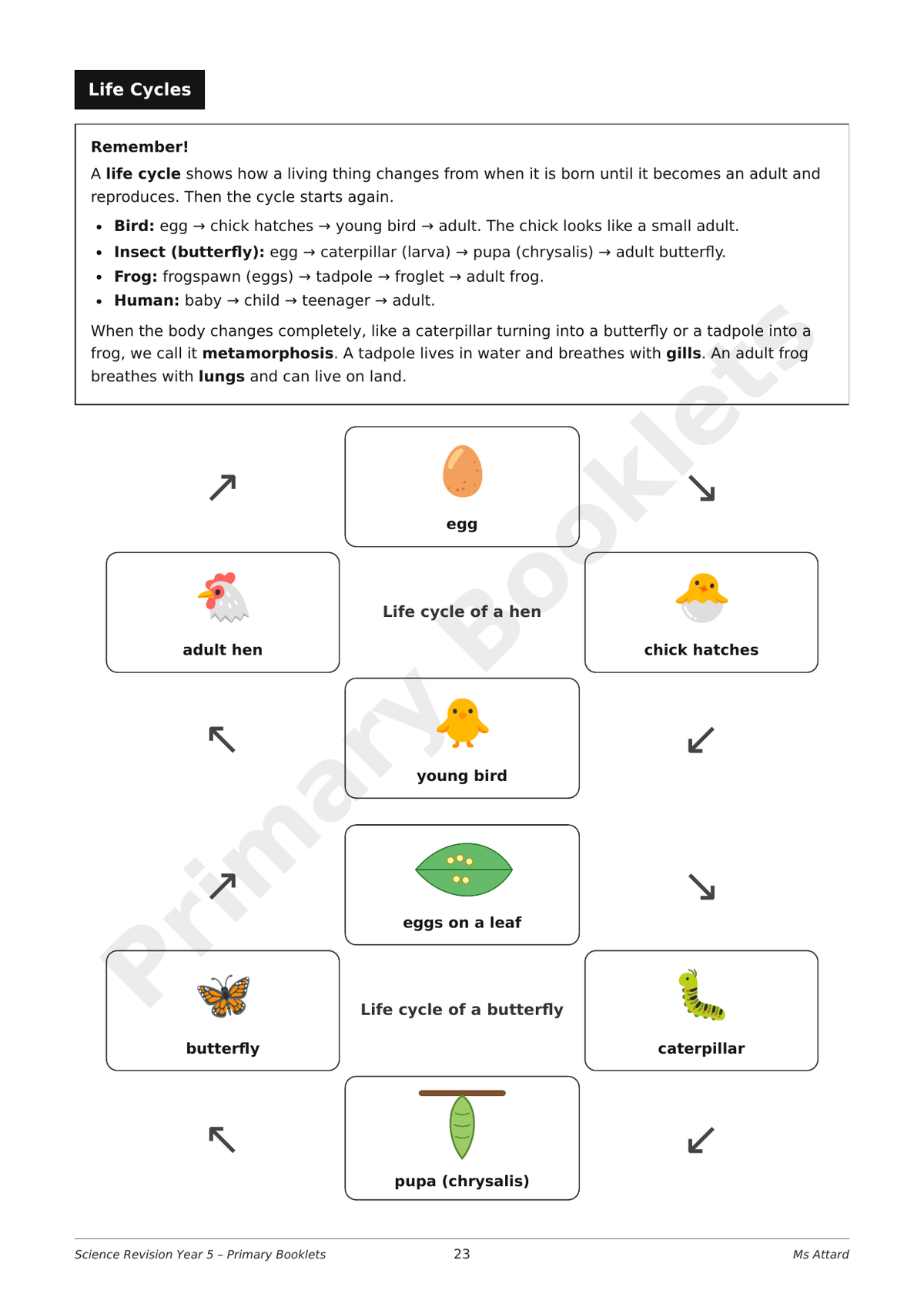 Science Notes & Exercises | Year 5