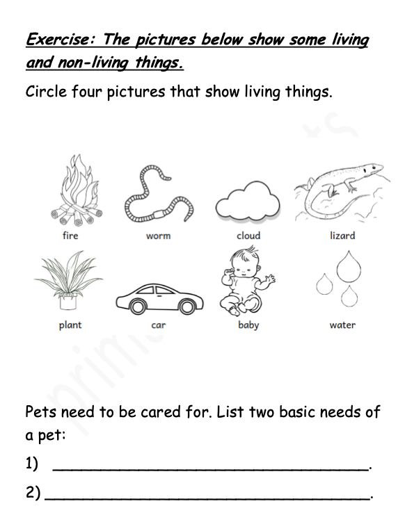 Science Notes + Exercises year 4