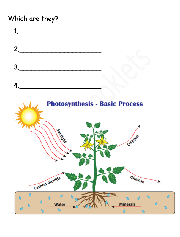 Science Notes + Exercises year 4