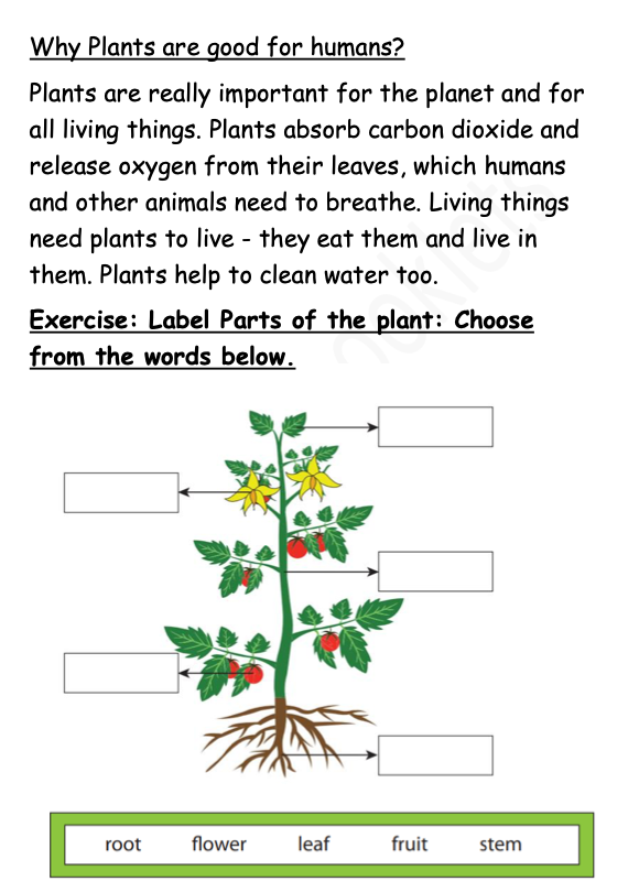 Science Notes + Exercises year 4