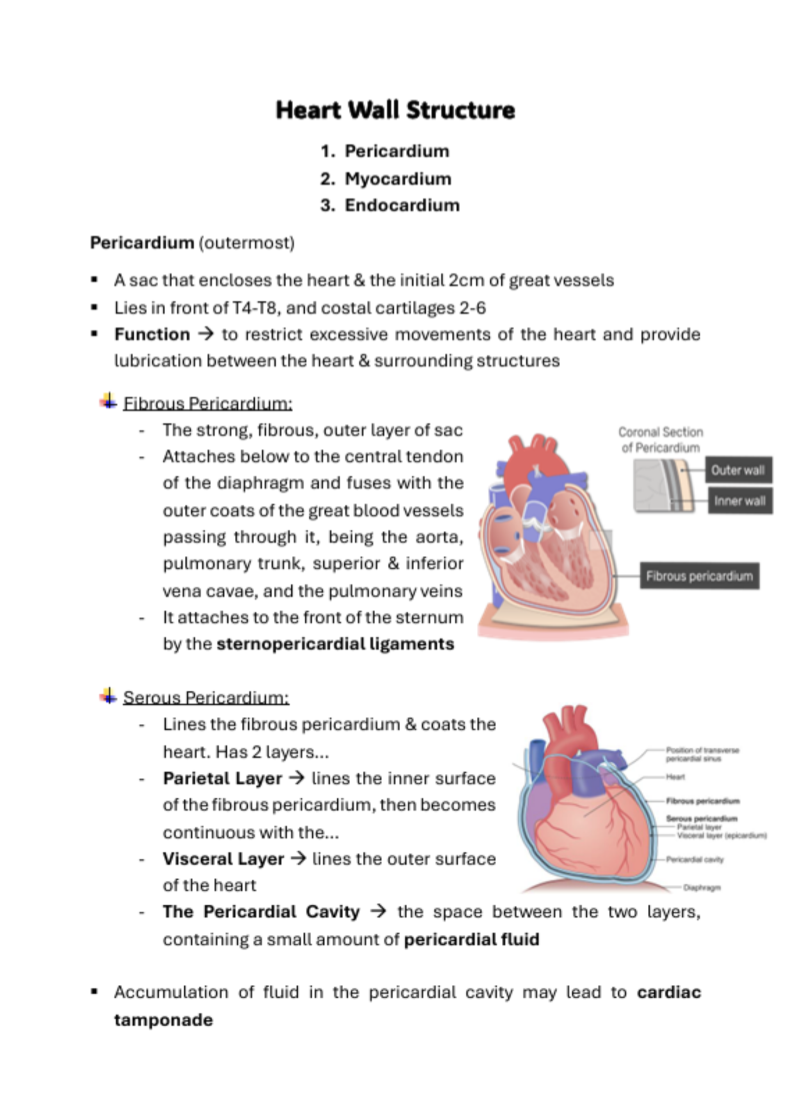 Medicine Notes Cardiovascular System | MDS1032