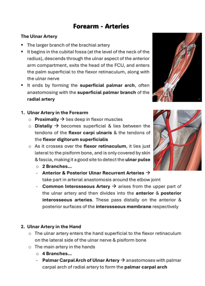 Medicine Notes Musculoskeletal: Physiology & Upper Limbs | MDS1030