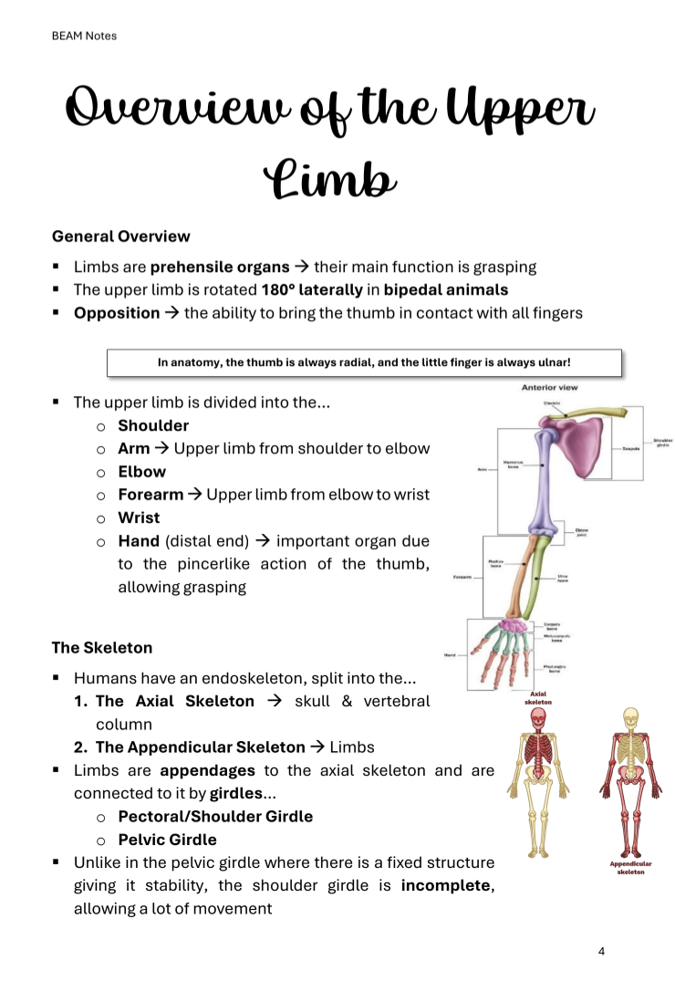 Medicine Notes Musculoskeletal: Physiology & Upper Limbs | MDS1030