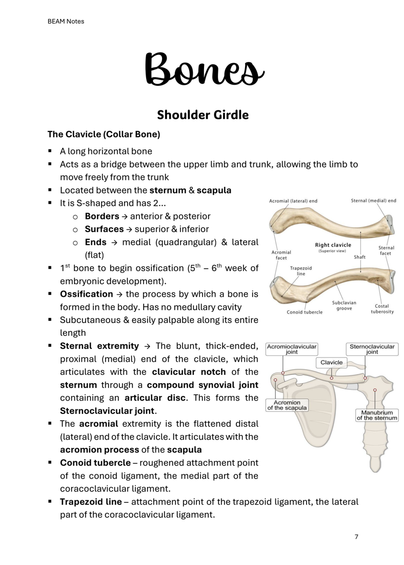 Medicine Notes Musculoskeletal: Physiology & Upper Limbs | MDS1030