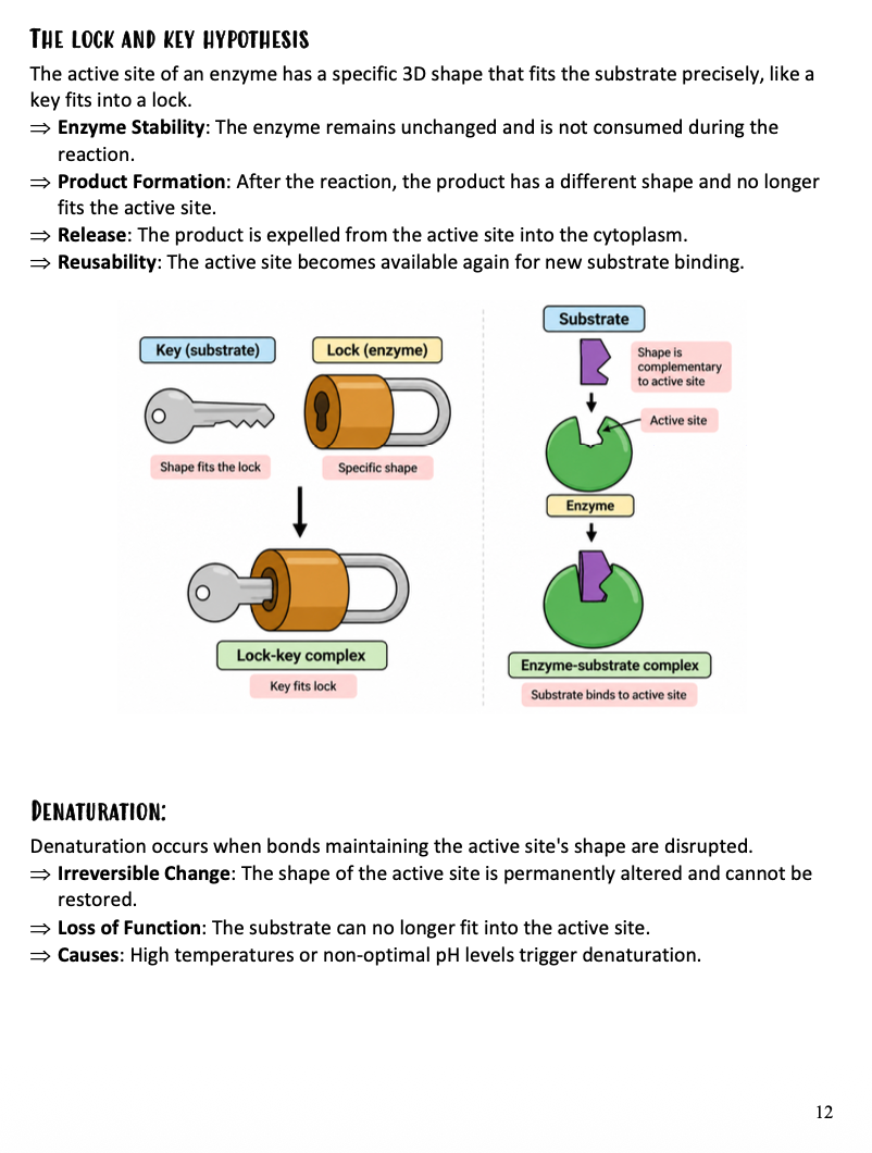 Biology Intermediate | Notes, Exercises & Model Answers