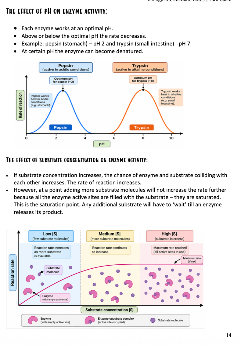 Biology Intermediate | Notes, Exercises & Model Answers