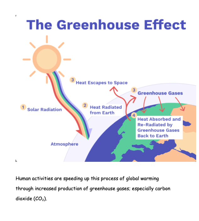 Science Notes + Exercises year 6